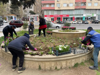 Nəsimi rayonunda ağacəkmə aksiyası keçirilib.