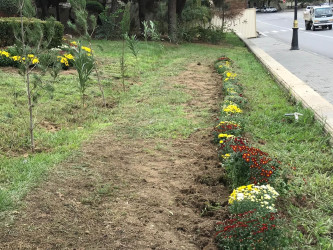 Nəsimi rayonunda “Yaşıl dünya naminə həmrəylik ili” çərçivəsində ağacəkmə aksiyası davam edir.