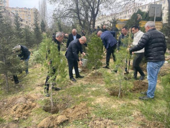 Nəsimi rayonunda ağacəkmə aksiyası keçirilib.