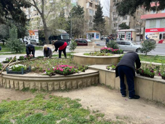 Nəsimi rayonunda ağacəkmə aksiyası keçirilib.