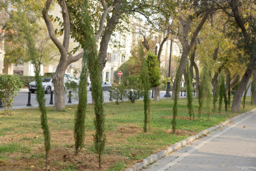 Nəsimi rayonunda Zəfər Günü münasibəti ilə ağacəkmə aksiyası keçirilib.