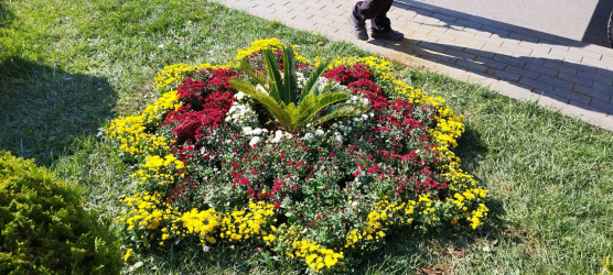 Nəsimi rayonunda “Yaşıl dünya naminə həmrəylik ili” çərçivəsində  növbəti tədbir keçirilib.