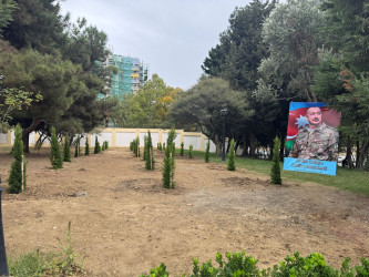 Nəsimi rayonunda Anım Günü ərəfəsində ağacəkmə aksiyası keçirilib.