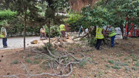 Rayonda küləyin fəsadlarının aradan qaldırılması istiqamətində tədbirlər görüldü