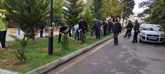 Nəsimi rayonunda “Yaşıl dünya naminə həmrəylik ili” çərçivəsində növbəti ağacəkmə aksiyası keçirilib.