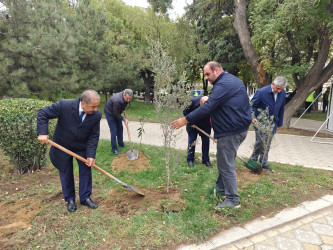 Nəsimi rayonunda   “Yaşıl dünya naminə həmrəylik ili” çərçivəsində növbəti ağacəkmə aksiyası  keçirilib