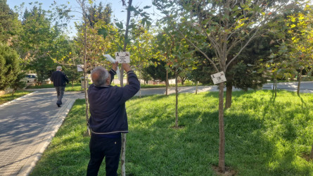 Nəsimi rayonunda yerləşən Zəfər bağında başlanılmış təmir işləri yekunlaşmışdır.