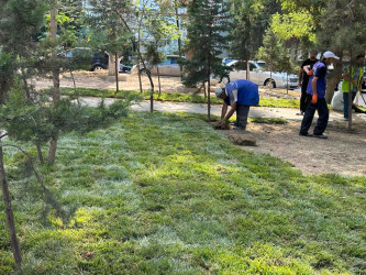 Parklarda, abad həyətlərdə yeni yaşıllıq zolaqları yaradılıb.