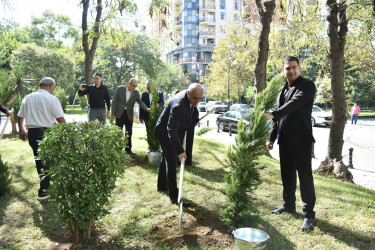Nəsimi rayonunda 27 sentyabr - Anım Günü münasibətilə ağacəkmə aksiyası keçirilib.