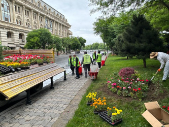 Rayonun Vaqif prospekti boyu yaşıllıq zolaqlarına həmişəyaşıl kollar və mövsümi güllər əkilmişdir.