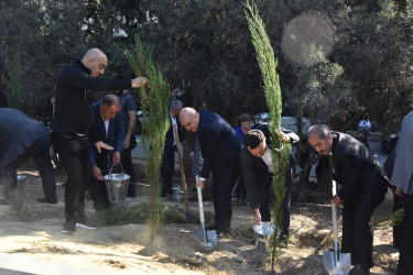 Nəsimi rayonunda növbəti ağacəkmə aksiyası keçirilib