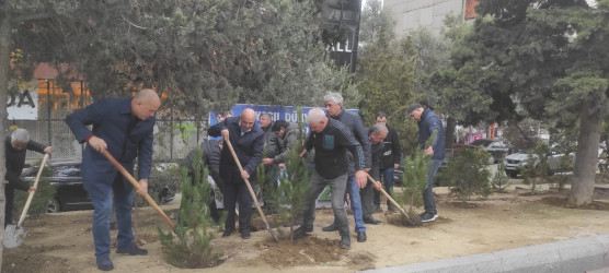 Nəsimi rayonunda “Yaşıl dünya naminə həmrəylik ili” çərçivəsində ağacəkmə aksiyası davam edir.